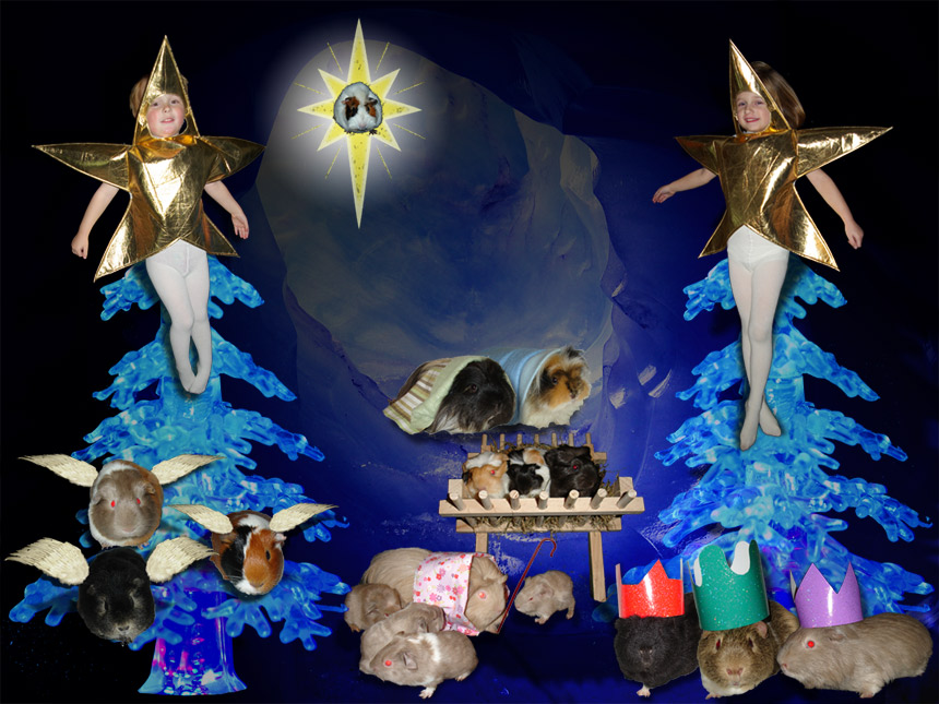 Esm&eacute; and Otto dressed a stars at the top of two christmas trees above a traditional guinea pig nativity scene inside a frozen cave.